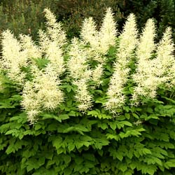 astilbe alba